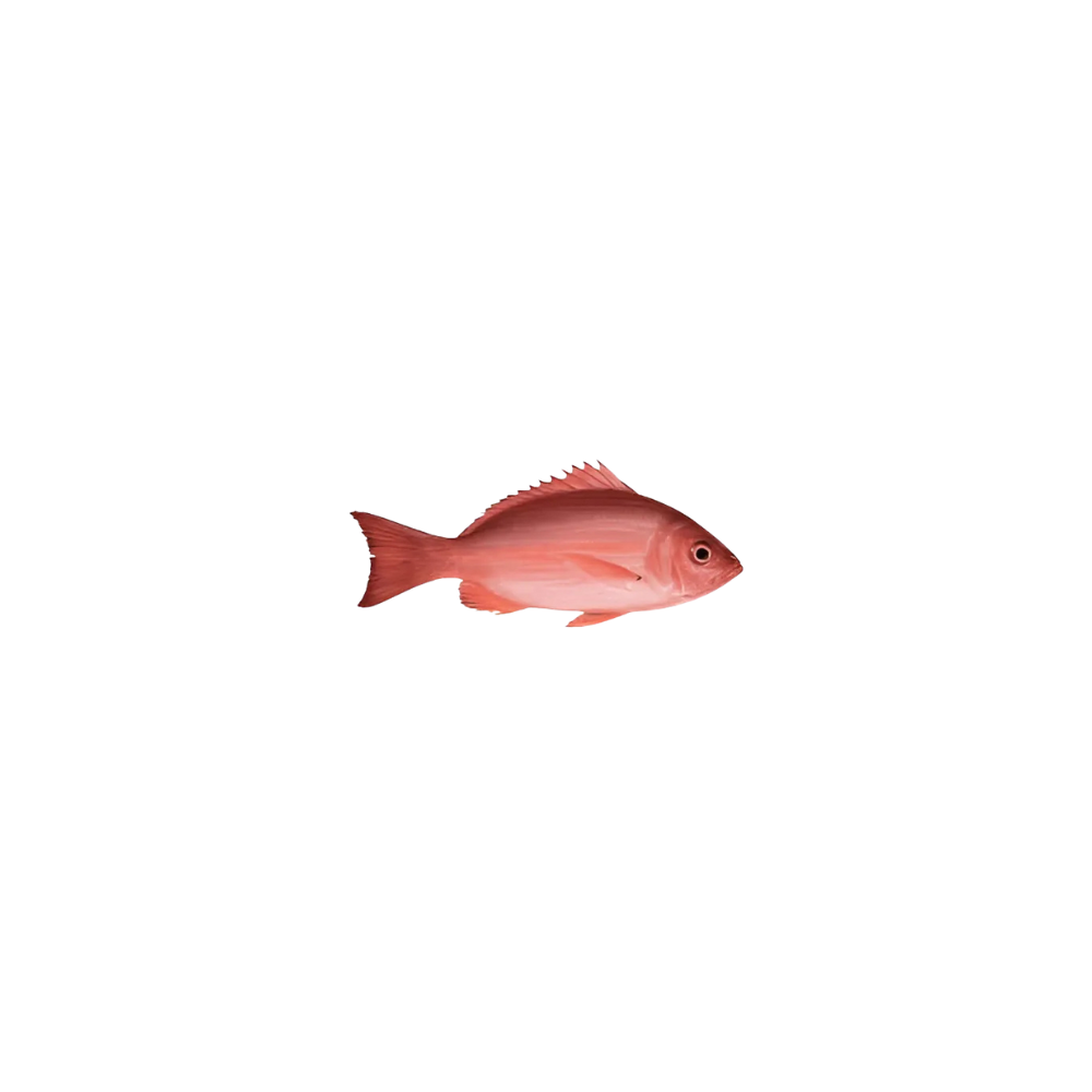 Red Snapper