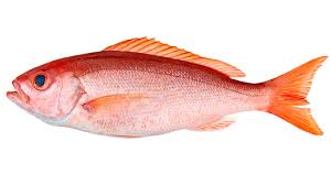 Red Snapper
