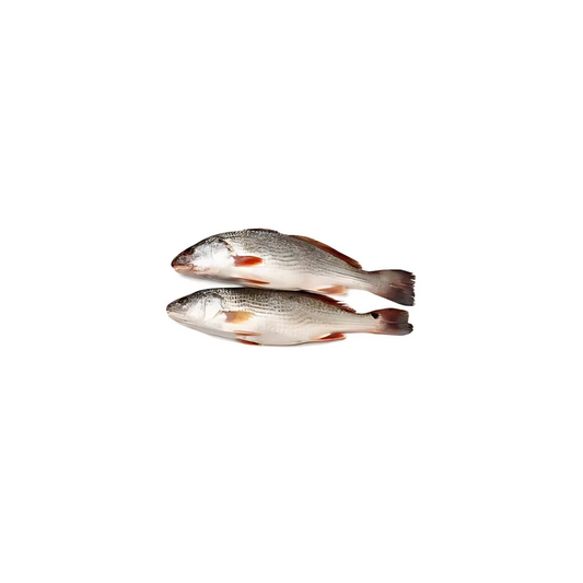 Croaker
