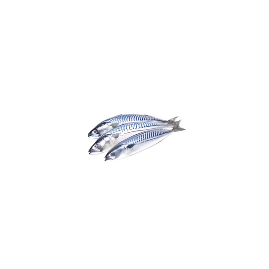 Mackerel Fish